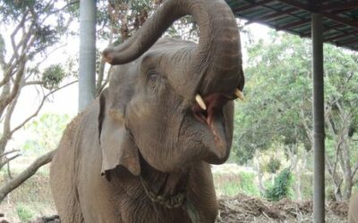 Voyage en Thaïlande en sac à dos