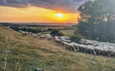 Road-trip en Lozère : 2 jours entre Cévennes, Tarn et Mende